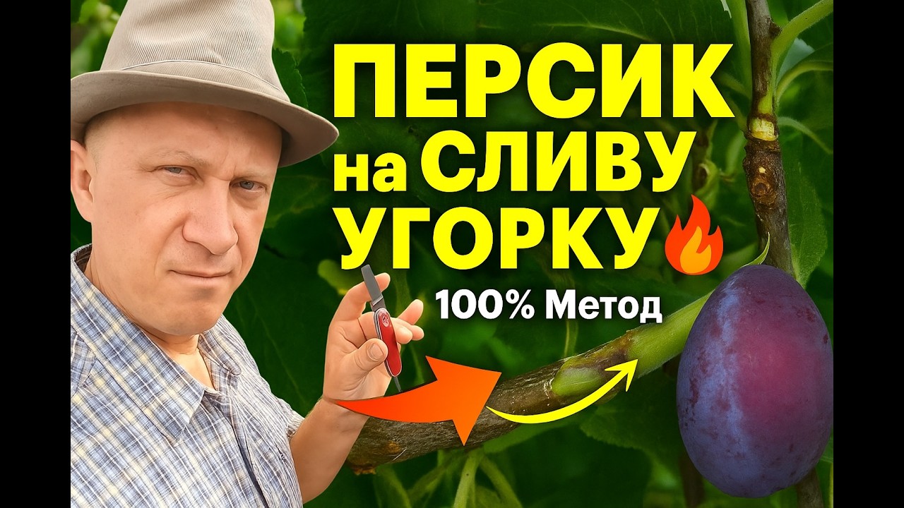 Поспіши щепити ПЕРСИК на СЛИВУ УГОРКУ 🌱🔥 100% Метод у серпні! | #щеплення Інжирний #персик