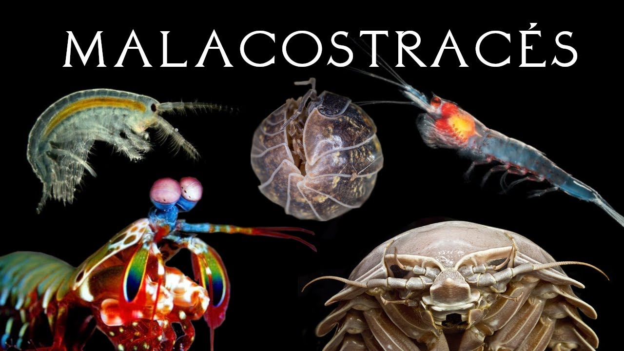 Les Malacostracés (Crevettes-Mantes, Amphipodes, Isopodes, Krill & Cie) - Zoologie