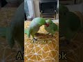 birds being idiots