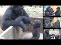 父親に興味津々の赤ちゃんゴリラ 。でも母の目は厳しい⭐️Gorilla【京都市動物園】Genki does not allow her baby to approach Momotaro.