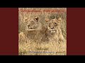 Singekuua Ningekuoa Feat Philemon Okondo 