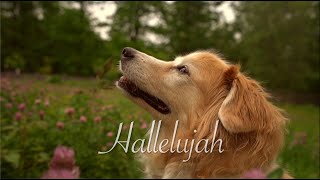 Video voorbeeld van "Hallelujah (AcousticTrench Guitar Cover)"