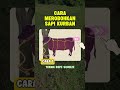 tutorial merubuhkan sapi qurban | Idul adha 2026