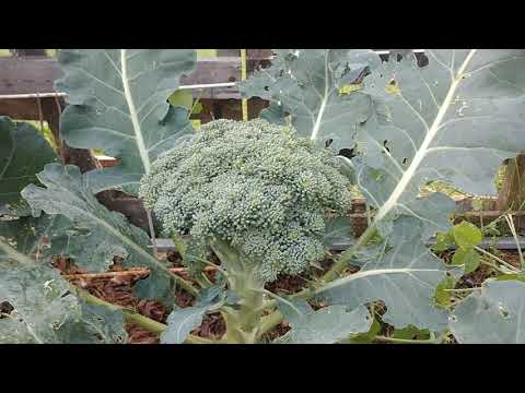Harvesting huge heads of BROCCOLI!! Tips so you can as well!!