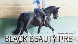 BLACK YOUNG ANDALUSIAN HORSE - SUPER CHARACTER - 163 cm - stallion- 4 yo