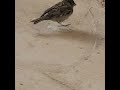 الطيور كيف يمشي العصفور How Does A Sparrow Walk 