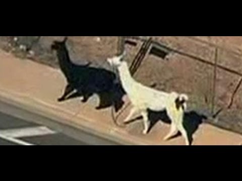 The greatest llama chase of the 21st Century video