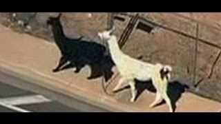 The greatest llama chase of the 21st Century Resimi