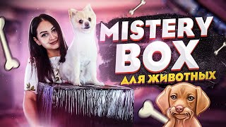 Купила MISTERY BOX для животных на EBAY / ЧТО ВНУТРИ?  / Потерянные посылки или чемодан с аукциона?