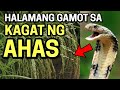 6 NA HALAMANG GAMOT SA KAGAT NG AHAS