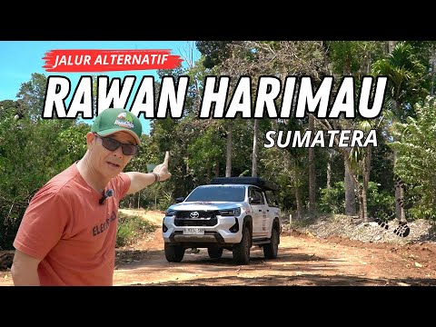 Viral Harimau Sumatera Terkam Anjing Di Siak Riau