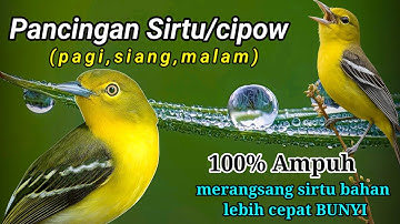 Teriakan sirtu khas Alam liar ketika memangil lawan,sirtu manapun yang dengar auto tersulut emosinya