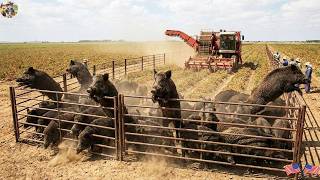 Wild Hog Trap Stops an Invasion Before It Reaches the Farm