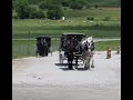 Walnut Creek,Ohio. Hershberger's Farm & Bakery;  Amish Buggy rides