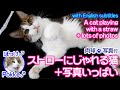 ストローにじゃれる猫+写真いっぱい~ぽっけ♂~A cat playing with a straw+ lots of photos~Pokke♂~2015.08.04.