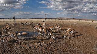 Oryx Chases Springbok Away from the Waterhole | Wildlife Drama in Namibia