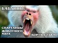 БАБУИНЫ: Мафия обезьяньего мира ворует львят