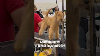 Scottish Terrier dog at MPCCI Dogshow 2023 #scottishterrier #calmdown #showdog #scottishterriers