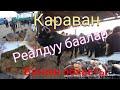 12.12.20жыл|Караван Мал Базары|Реалдуу гана баалар