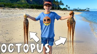 live octopus find