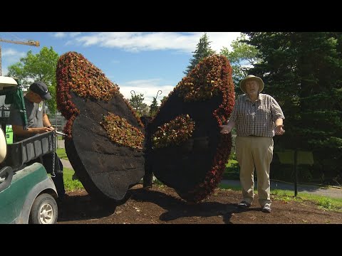 Vidéo: Les monarques aiment-ils l'asclépiade géante ?