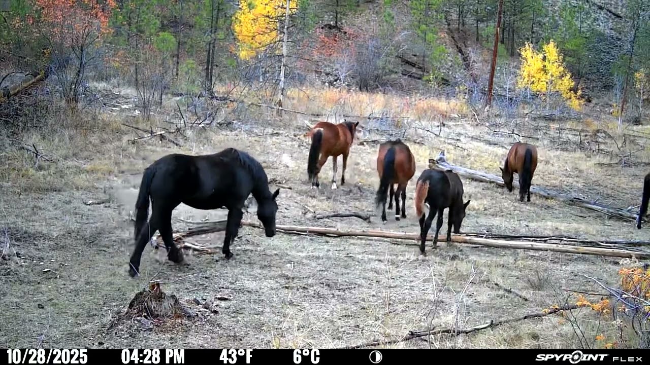 Wild Horses, Okanagan, BC, Canada