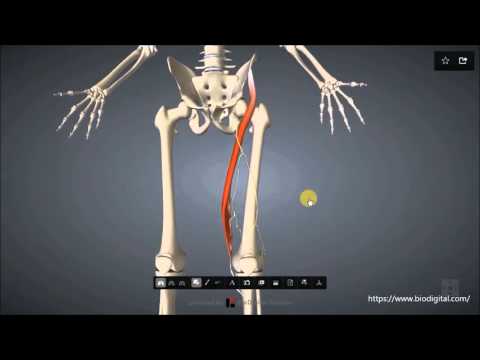 Video: Sartorius Ursprung, Funktion Och Definition - Kroppskartor