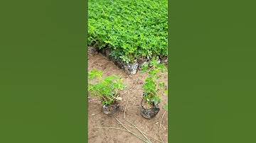 Bán buôn cây cỏ lạc, cây chuỗi ngọc 0977973535