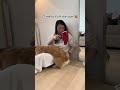 Blow drying the armpits must feel nice #corgi #funnydogs #dog #doggroomingtips