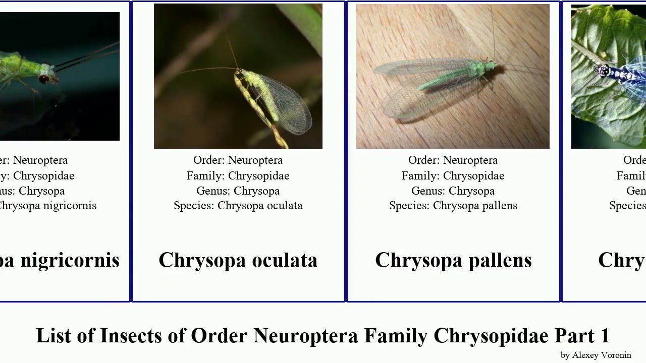 List of Insects of Order Neuroptera Family Chrysopidae Part 1 chrysopa ankylopteryx chrysoperla