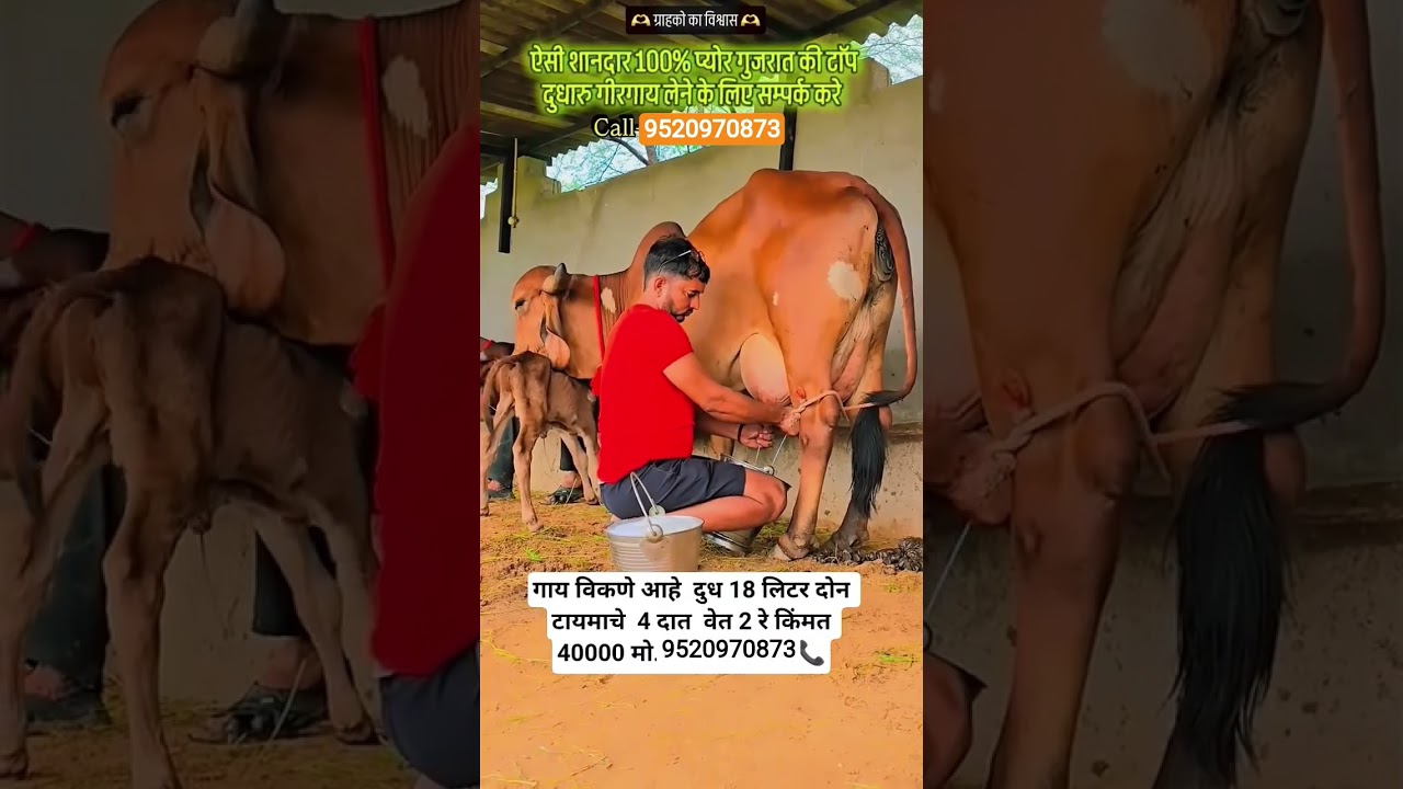 Gir cow sale 9520970873 call me 