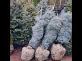 Жива Новорічна екологічна ялина в контейнері🎅Святкуємо вдома, а після свят висаджуємо біля будику