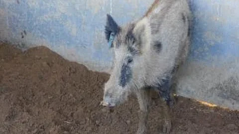 Feral pig bait research showing promise