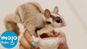 Quanti italiani hanno animali in casa?
