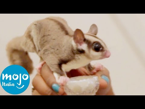 Video: 10 animali domestici che dovresti adottare, non acquistare