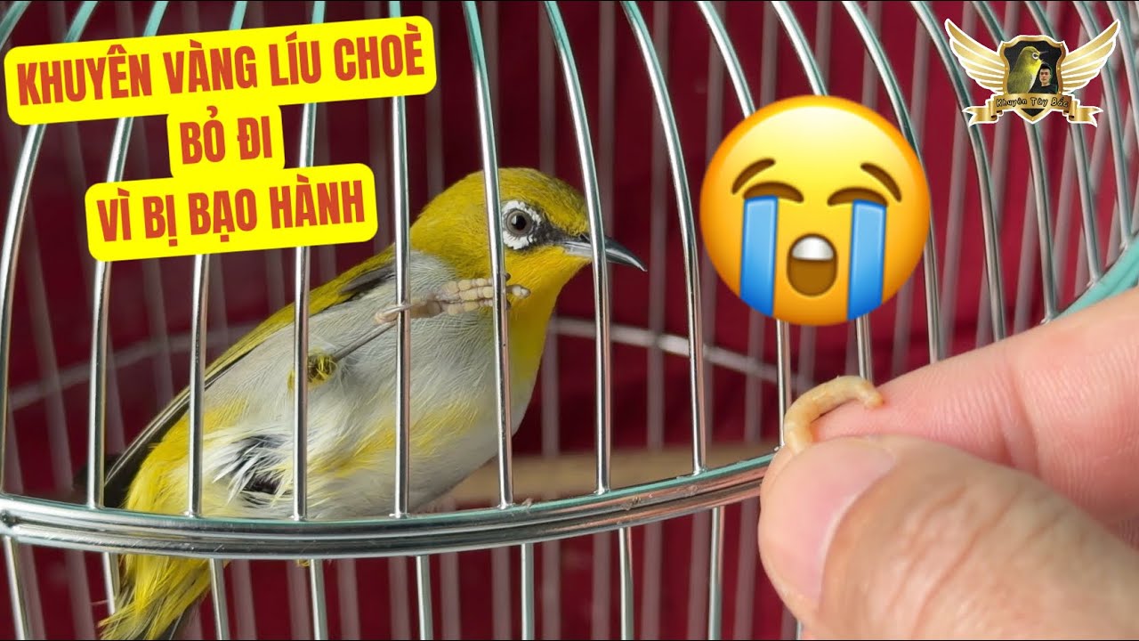 Tìm Ra Thủ Phạm Làm Sổng Khuyên Vàng Líu Choè Là Trùm Trong Lồng Và Buổi Bẫy Oanh Thất Bại | KTB