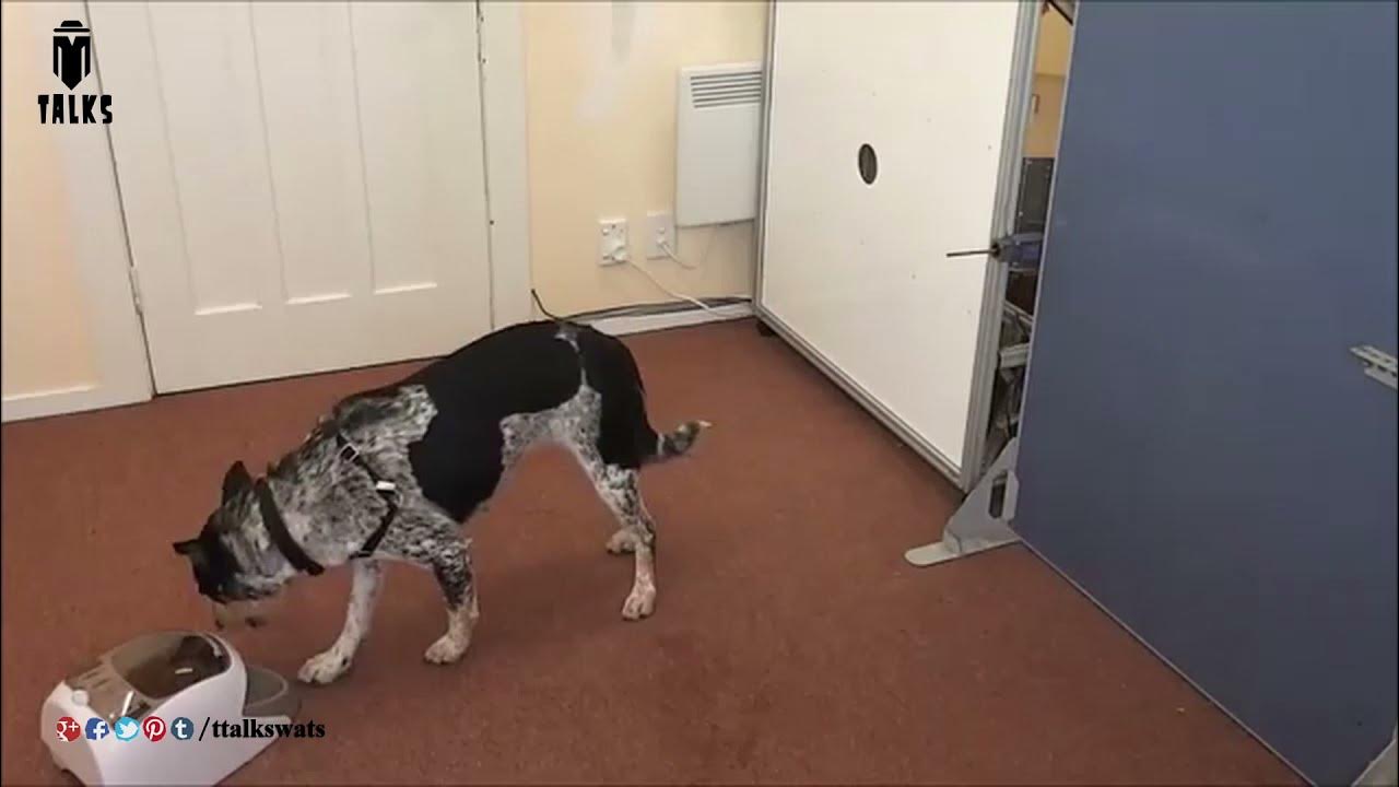 Why Do Dogs Smell People's Crotches? T Talks YouTube