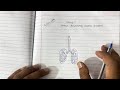 EASY Human Respiratory System Diagram | Class 10th | Board Exam 2026