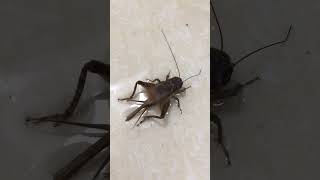 Thì ra dế mèn kêu bằng cánh 🦗 | Tiếng dế kêu #shorts screenshot 2