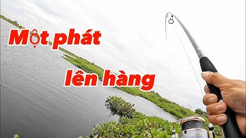Câu cá cá lóc rừng U Minh Thượng - Hành trình láng 19 @huukhuynhkiengiang (tập 116)