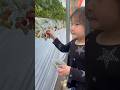 #food #幼稚園生 #いちご #いちご狩り #japan #あやとり #4歳 #幼稚園 #年中 #あやとりが好き #日本 #nippon #nihon #baby