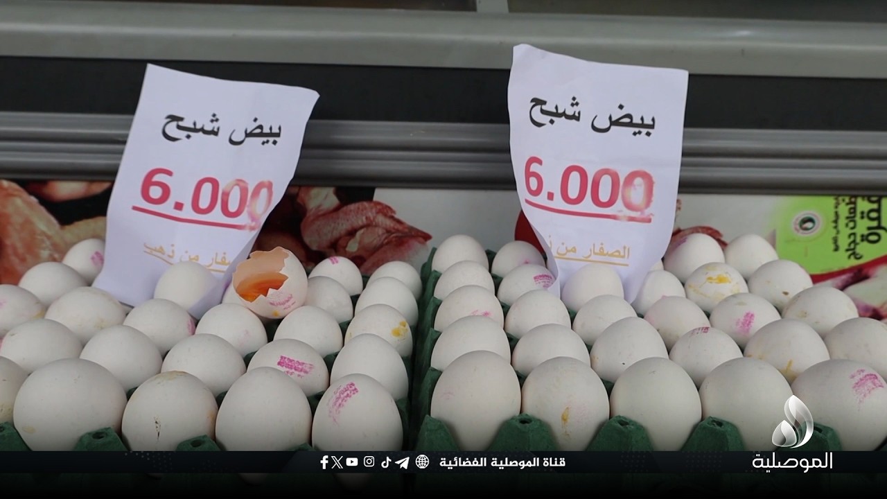 كاميرا الموصلية ترصد أسعار بيض المائدة واللحوم البيضاء واللحوم المجمدة في أسواق الموصل