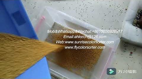 mustard seed color sorter