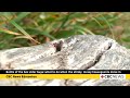 Battle of the box elder bugs: what to do when the stinky, messy houseguests move in