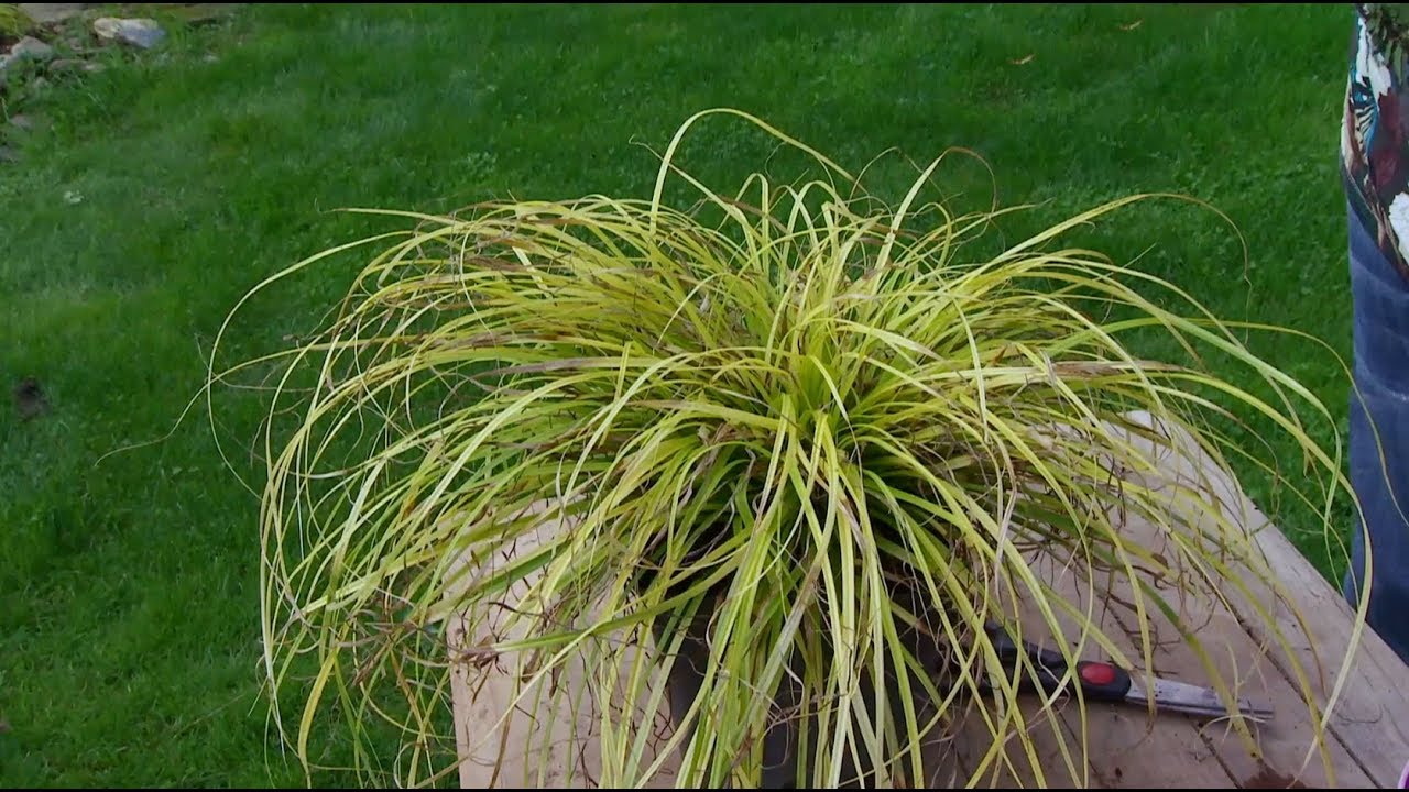 Cómo reproducir el carex everillo - Decogarden - Jardinatis 