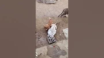 زواج كلب مع نمر 