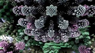 Mandelbulb close up