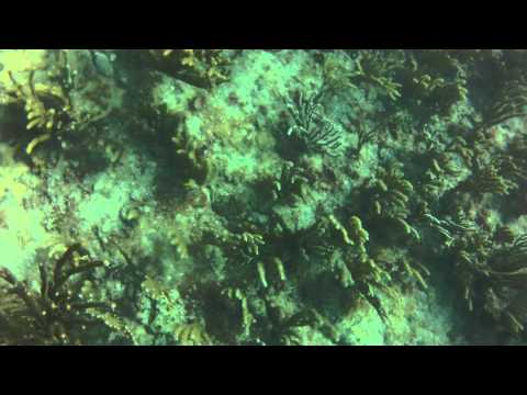 Diving Mini Season Ft Lauderdale Diving Brownie Third Lung Lobster Season