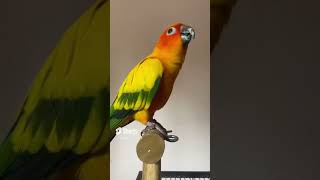 Sun Conure Dancing x Better When I’m Dancin’ #conure #birds #dance #trending #viral #shorts