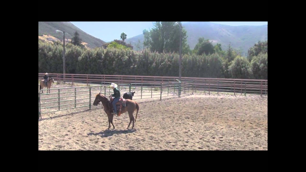 2012 Cal Poly Performance Horse Sale - Kittenupatree - YouTube